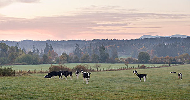 加拿大,不列颠哥伦比亚省,温哥华岛,母牛,放牧,乳牛场