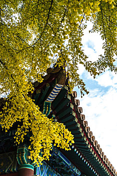 北京景山公园银杏树