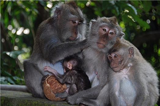 猴子,树林,乌布,巴厘岛