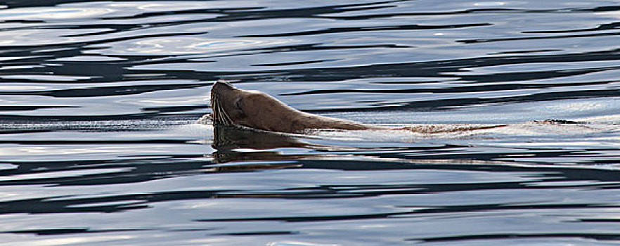 斑海豹,游泳,靠近,朱诺,阿拉斯加