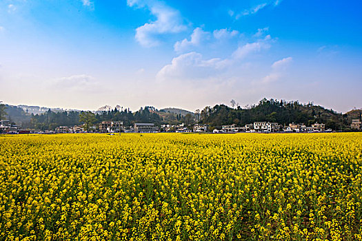 油菜花