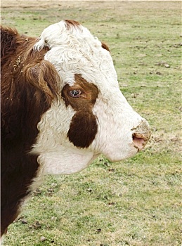 赫里福德,公牛,母牛,特写,农场