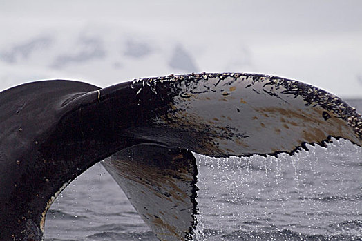驼背鲸,湾,南极
