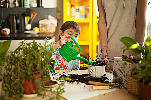 男孩,洒水壶,植物,厨房用桌