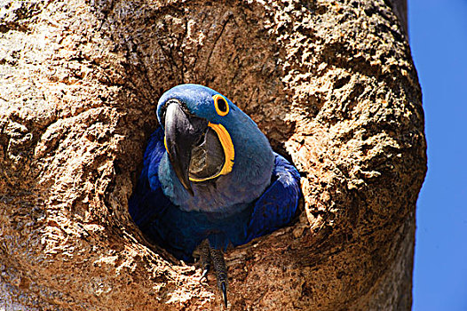 紫蓝金刚鹦鹉,出现,窝,巴拿马,树,潘塔纳尔,巴西