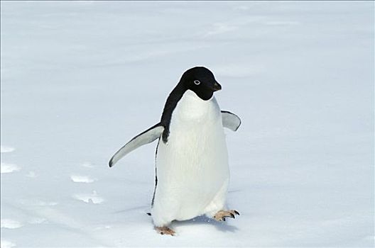 阿德利企鹅,走,南极
