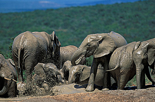南非,阿多大象国家公园,大象,牧群,非洲象,饮料,玩,水潭