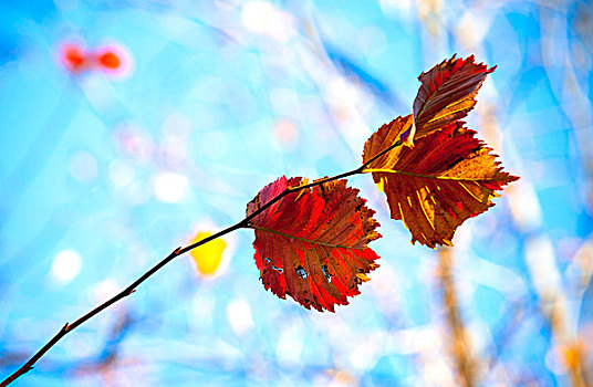 漂亮,秋天,红色,黄叶,高处,蓝天,聚焦