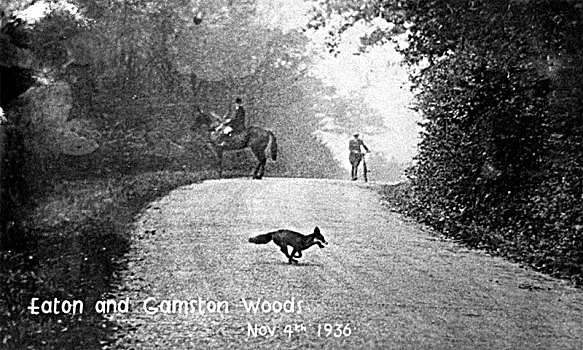 狐狸,跑,道路,木头,靠近,诺丁汉郡,艺术家,未知