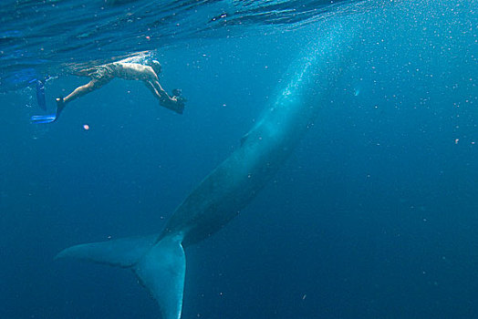 蓝鲸,婴儿,潜水,哥斯达黎加