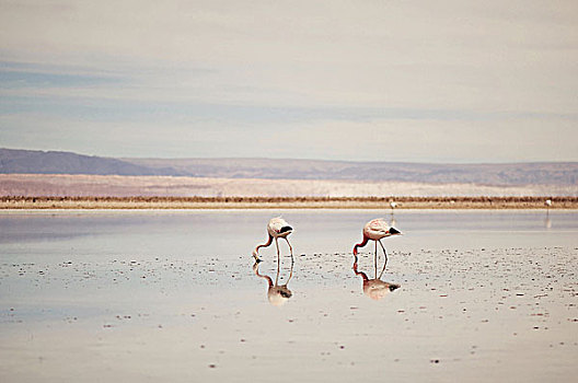 火烈鸟,盐湖,阿塔卡马沙漠,智利