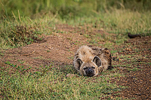 东非,肯尼亚,马赛马拉国家保护区,三角形,马拉河,盆地,斑鬣狗