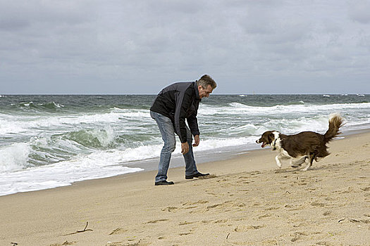 博德牧羊犬,海滩,石荷州,德国