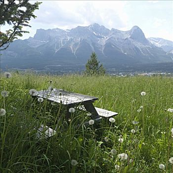 野餐凳,草,阿尔卑斯草甸,顶峰,后面,靠近,加拿大,艾伯塔省