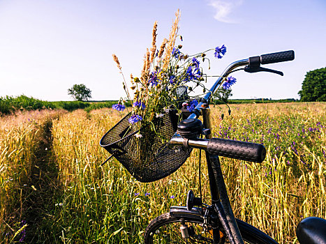 自行车,风景