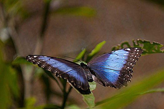 蓝色大闪蝶,蝴蝶,哥斯达黎加,中美洲