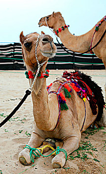 两个,骆驼,装饰,传统,阿拉伯,风格,文化活动,多哈,卡塔尔