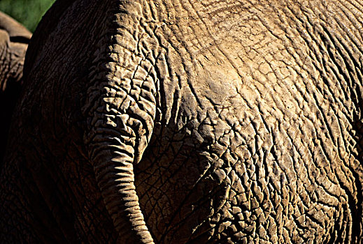 肯尼亚,特写,背影,大象,非洲象