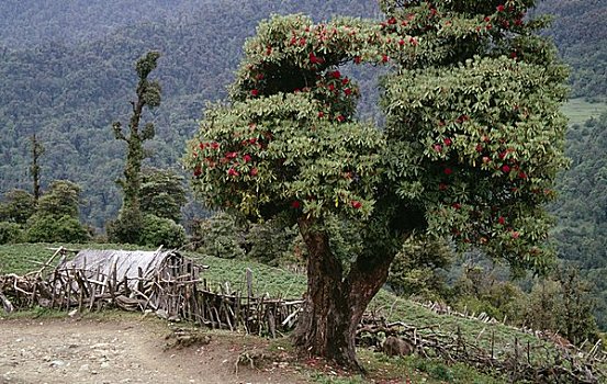 树,风景,尼泊尔