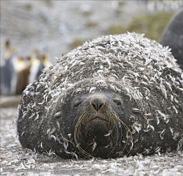 南极软毛海豹,毛海狮,雄性动物,企鹅,羽毛,困住,湿,毛皮,露脊鲸湾,南乔治亚