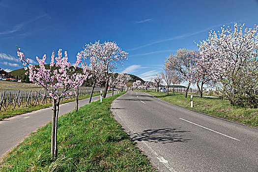 乡间小路,花,杏树,德国,葡萄酒,路线,莱茵兰普法尔茨州,欧洲