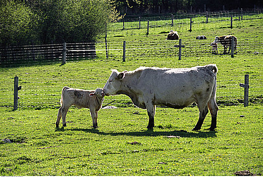 母牛,幼兽,吻,地点,靠近,安大略省,加拿大