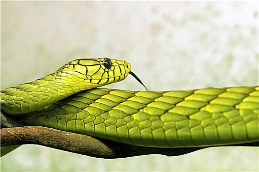 非洲产毒蛇