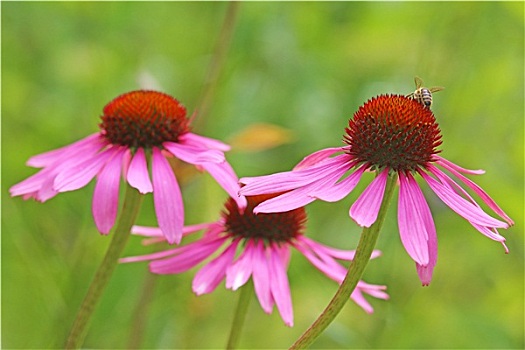 松果菊