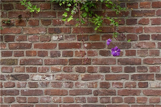 墙,花