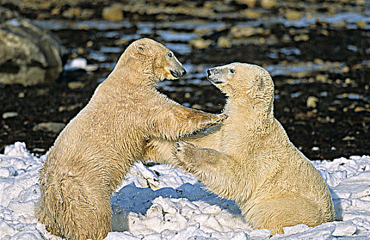 北极熊,打闹,丘吉尔市,曼尼托巴,加拿大