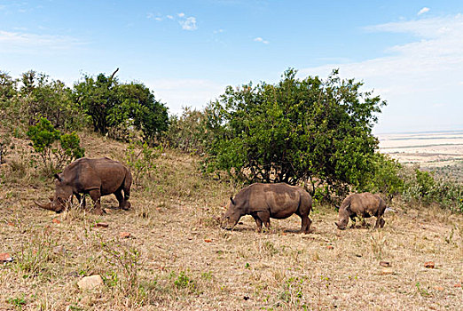 白犀牛,马赛马拉国家保护区,肯尼亚