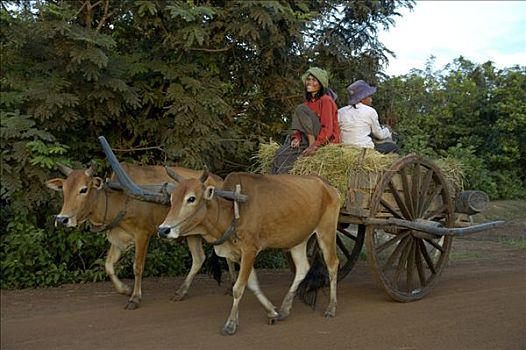 古老,运输,女人,牛,手推车,靠近,柬埔寨