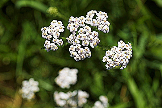 花,西洋蓍草