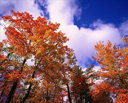秋色,加蒂诺山,魁北克,加拿大