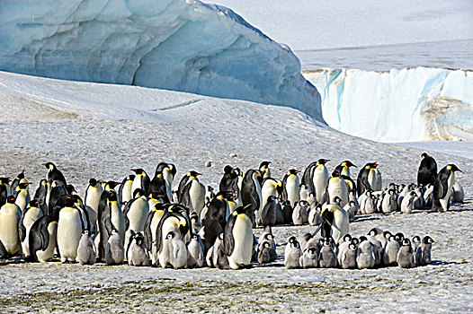 南极,威德尔海,雪丘岛,帝企鹅