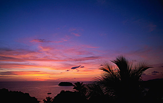 剪影,棕榈树,靠近,海洋,日落,普吉岛,泰国