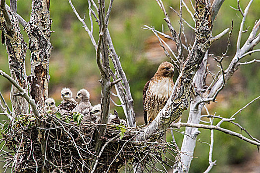 红尾鵟,四个,幼禽,鸟窝,靠近,蒙大拿,美国