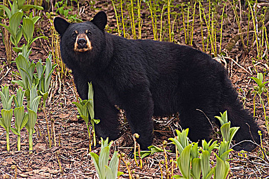 全身,黑熊,靠近,小路,出口,冰河,基奈,峡湾,国家公园,肯奈半岛,阿拉斯加,春天