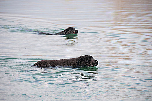两只,狗,游泳,湖,一起