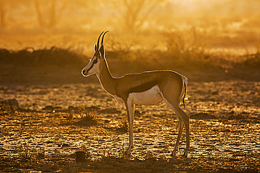 跳羚,晚上,亮光,卡拉哈迪,国家公园,北开普,省,南非,非洲