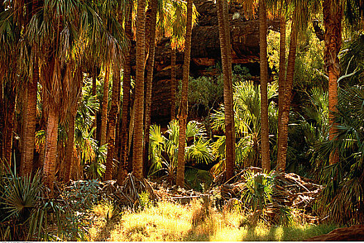 棕榈树,山谷,峡谷,国家公园,北领地州,澳大利亚
