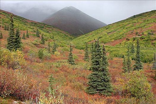 秋色,德纳里峰,公路,阿拉斯加,美国