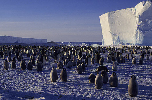 南极,帝企鹅,生物群,扁平,冰山