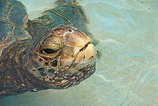 绿海龟,龟类,水,夏威夷大岛,夏威夷,美国