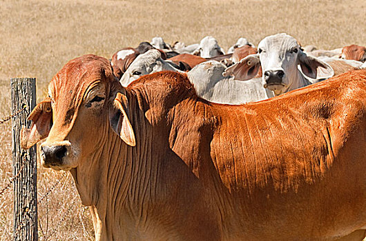 澳大利亚,牛肉,牧群,褐色,牛,生活方式,动物