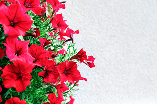 红色,矮牵牛花属植物,花,留白