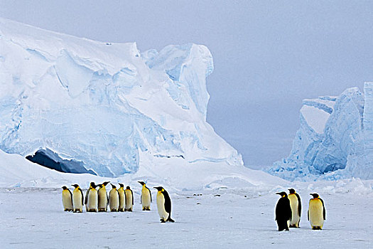 南极,帝企鹅,冰,洞穴,背景