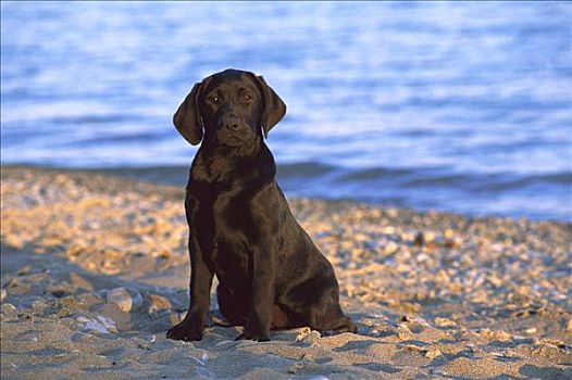 黑色拉布拉多犬,狗,小狗,海滩