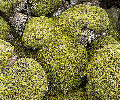 冰岛,苔藓密布,火山岩,石头