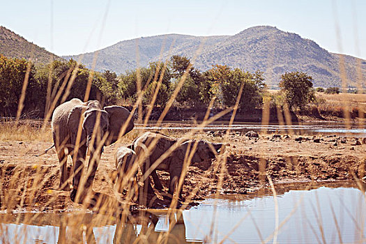 大象,喝,水潭,南非
